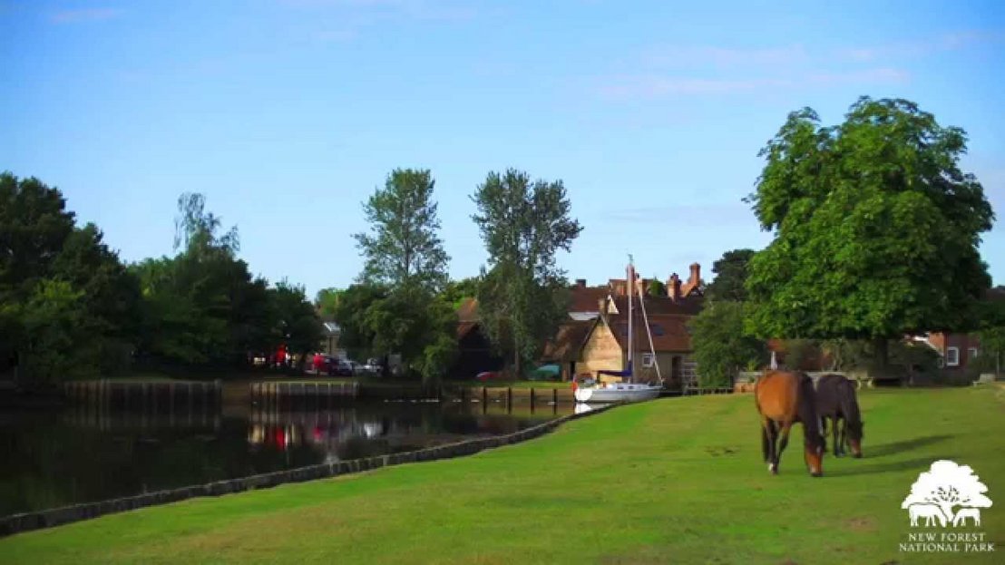 Your introduction to the New Forest National Park
